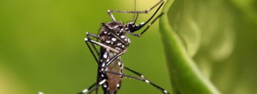 Vigilância Sanitária promove ações de fiscalização e orienta sobre a compra de comidas típicas