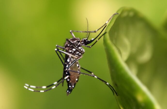 Artigo relaciona aumento de casos de dengue no Brasil às mudanças climáticas