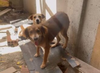 Segunda fase da operação de combate a maus tratos em animais é realizada em Campina Grande