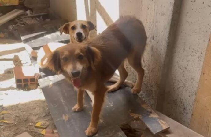 Segunda fase da operação de combate a maus tratos em animais é realizada em Campina Grande