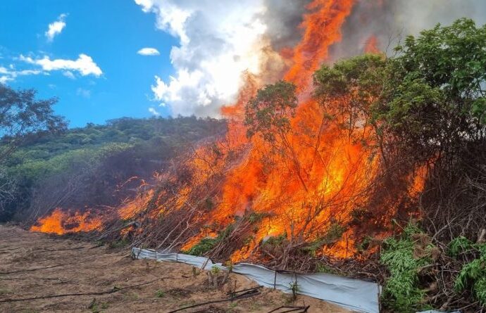 Operação conjunta erradica plantação de maconha na divisa entre a Paraíba e Pernambuco