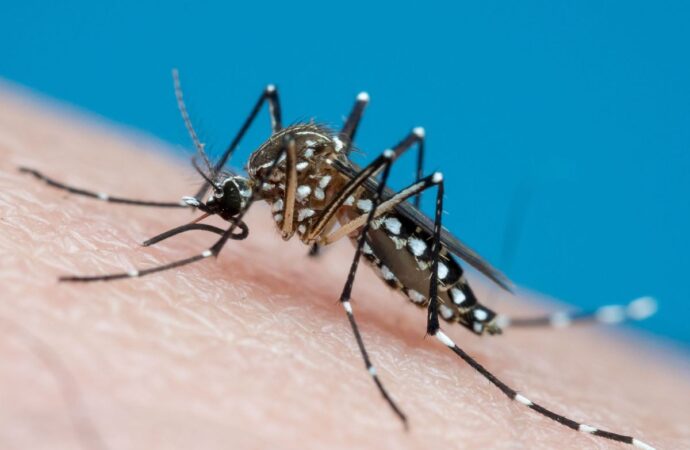 Ministério da Saúde relata melhoria no cenário da dengue na Paraíba