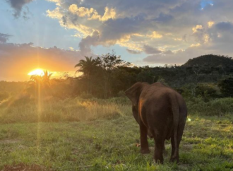 Lady, elefanta da bica de JP, morre no santuário no Mato Grosso