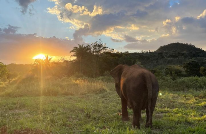 Lady, elefanta da bica de JP, morre no santuário no Mato Grosso