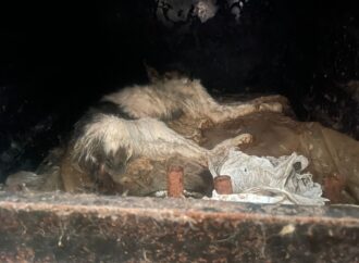 Protetor de animais é preso por maus-tratos em Campina Grande