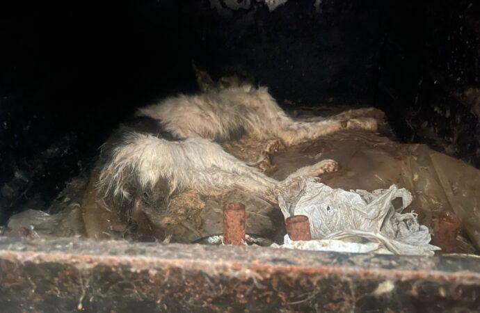 Protetor de animais é preso por maus-tratos em Campina Grande