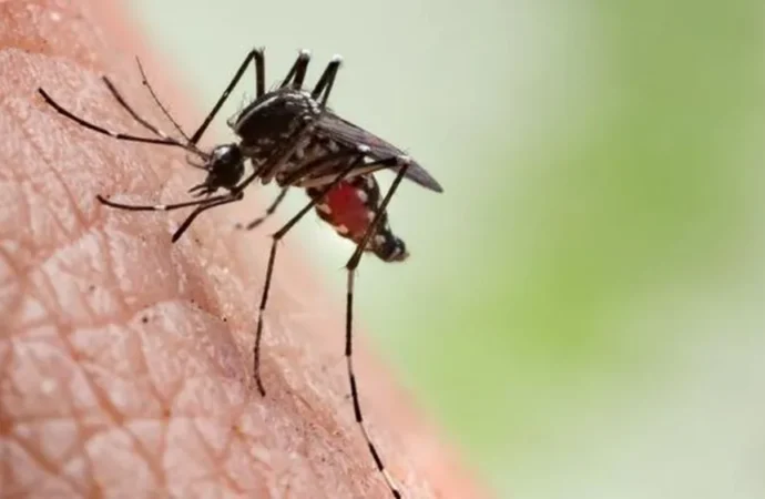 Dengue: Paraíba registra quase 10 mil casos prováveis em 2024 e tem seis mortes confirmadas