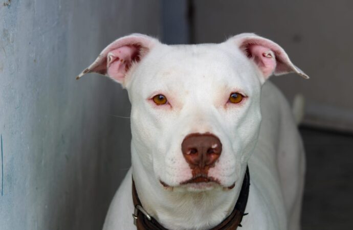 Paraíba terá campanha para conscientizar sobre benefícios da castração para saúde de animais
