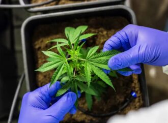 STF tem maioria para descriminalizar porte de maconha para uso pessoal