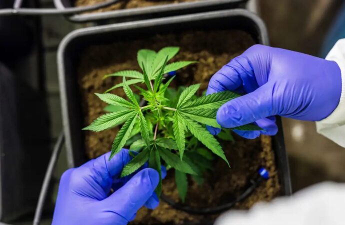STF tem maioria para descriminalizar porte de maconha para uso pessoal