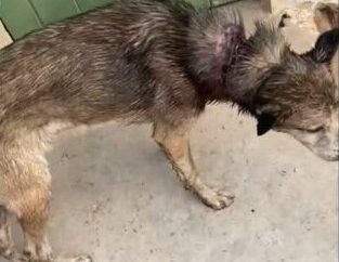 Mulher é presa por maus-tratos a animal em Picuí; cachorro estava ferido e tinha “tapurus” na pele