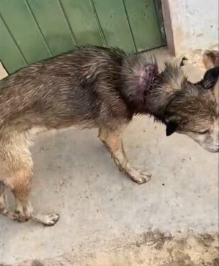 Mulher é presa por maus-tratos a animal em Picuí; cachorro estava ferido e tinha “tapurus” na pele