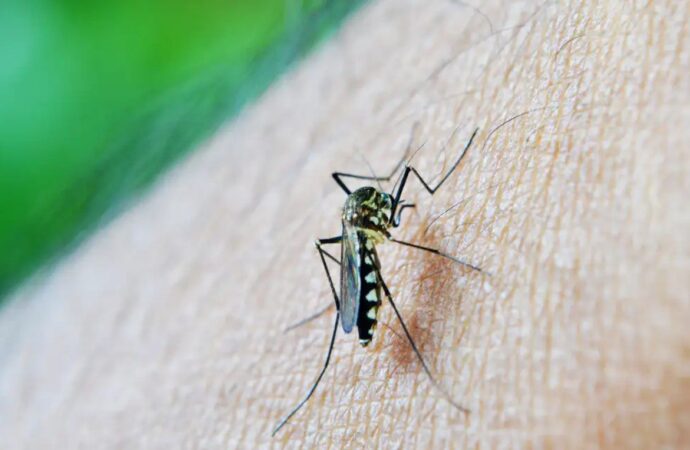 Dengue mata mais duas pessoas na Paraíba; Estado está em alerta para 187 Cidades