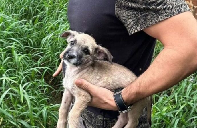 Suspeito de maus-tratos é detido na Paraíba e cachorro resgatado aguarda um novo lar