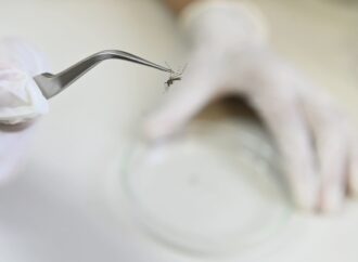 Número de mortes por dengue na Paraíba em 2024 já ultrapassa todo o ano de 2023