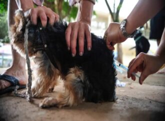 Vacina antirrábica: Orientações para tutores em Campina Grande
