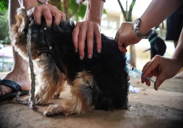 Vacina antirrábica: Orientações para tutores em Campina Grande