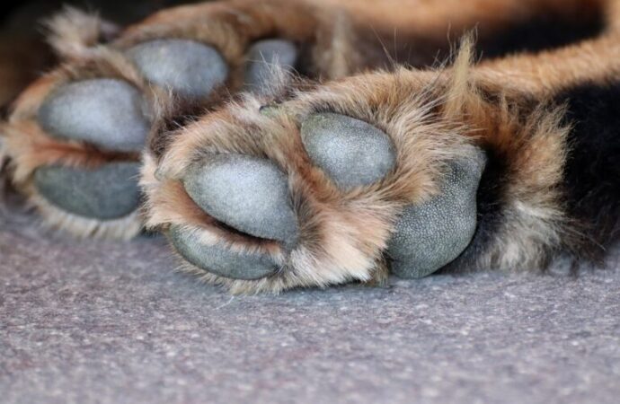 Justiça mantém decisão de prisão de acusados por agredir cachorro em Campina Grande