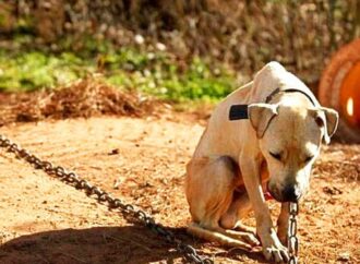 DEZEMBRO VERDE: Fórum de Bem-Estar Animal junto à UEPB e OAB, promovem ações de combate ao abandono e maus-tratos