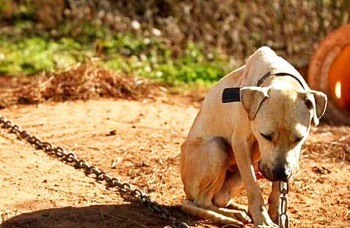 DEZEMBRO VERDE: Fórum de Bem-Estar Animal junto à UEPB e OAB, promovem ações de combate ao abandono e maus-tratos