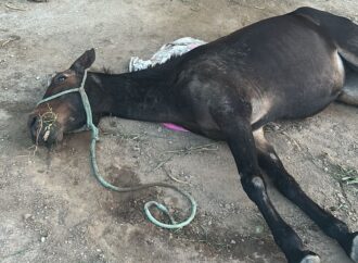Animal padece no bairro do Catolé sem atendimento dos órgãos competentes