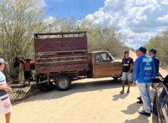 Prefeitura de Lagoa Seca realiza atendimento a cavalo acidentado