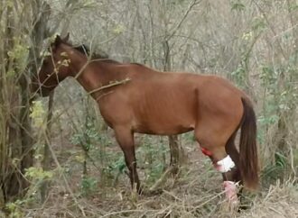 ONG pede socorro para cavalo acidentado em Lagoa Seca; tutor está internado e motociclista morreu