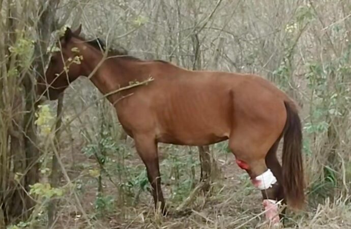 ONG pede socorro para cavalo acidentado em Lagoa Seca; tutor está internado e motociclista morreu