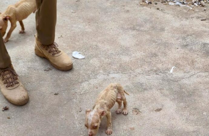 Quatro Patas: Governo do Estado realiza ação conjunta de combate aos maus tratos contra animais