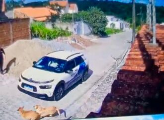 Carro de Prefeitura de Lagoa Seca atropela e mata cachorro nesta segunda