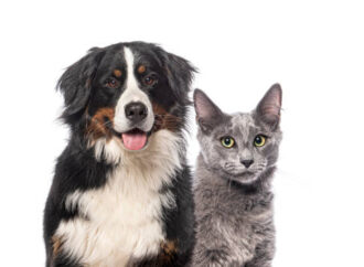 SinPatinhas: Programa do governo federal lança emissão de RG Animal grátis