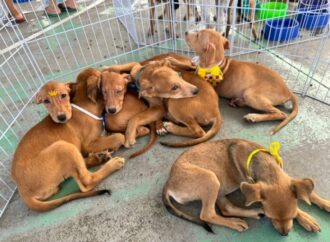 Governo promove ações de proteção animal na PB; em Campina atividades acontecem hoje no Parque da Criança