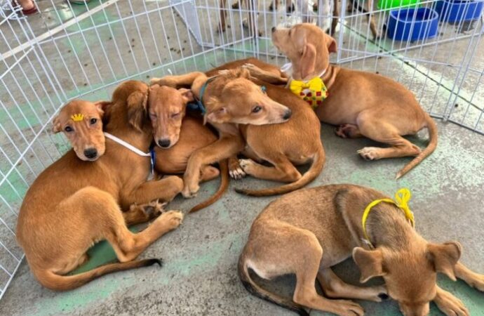 Campina Grande na mobilização de adoção e cuidados animais neste sábado no Parque da Criança