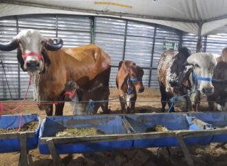 55ª Exposição de Animais começa domingo em Campina Grande e deve movimentar R$ 20 milhões