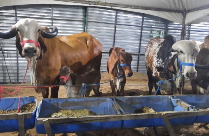 55ª Exposição de Animais começa domingo em Campina Grande e deve movimentar R$ 20 milhões