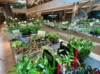 Feira de Flores de Holambra Encanta Visitantes no Mundo Plaza Mall até 30 de Maio