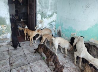 Polícia resgata 40 cães vítimas de maus-tratos no bairro Santa Rosa