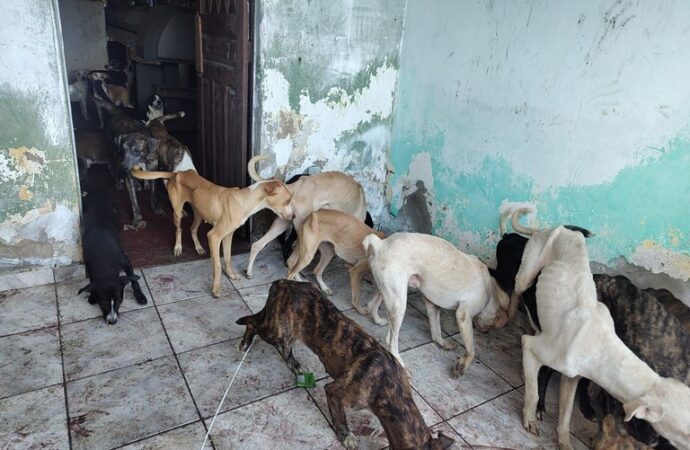 Polícia resgata 40 cães vítimas de maus-tratos no bairro Santa Rosa