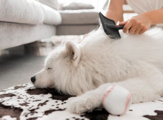 Dermatologia pet: saiba quais os cuidados com o pelo e a pele dos animais