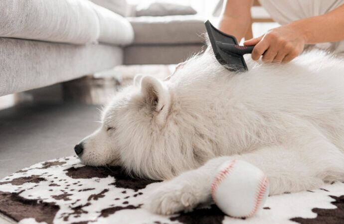 Dermatologia pet: saiba quais os cuidados com o pelo e a pele dos animais