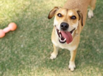 ONG Tio Patinhas realiza evento de adoção pet no Parque da Paz, neste domingo (10)