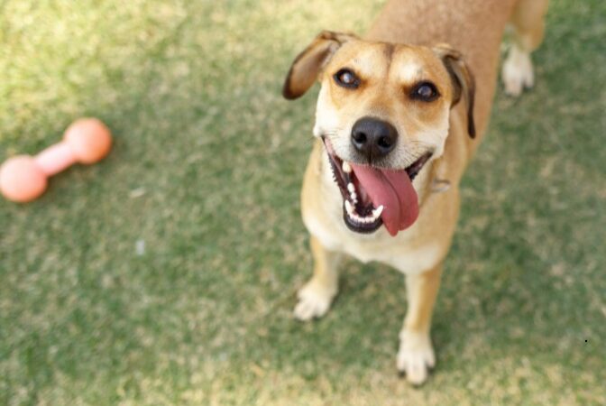 ONG Tio Patinhas realiza evento de adoção pet no Parque da Paz, neste domingo (10)