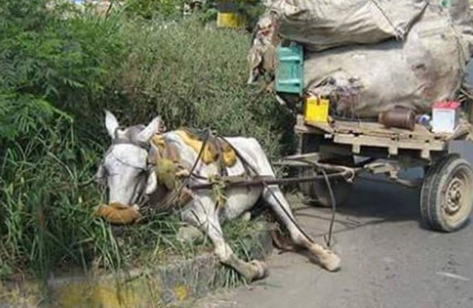 Prefeitura de Campina terá de cumprir lei que extingue veículos de tração animal