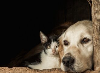 Lei estadual prevê pacote veterinário gratuito para animais adotados