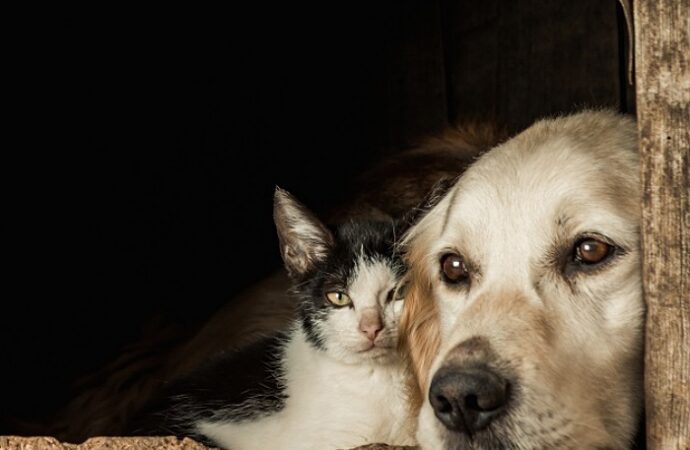 Lei estadual prevê pacote veterinário gratuito para animais adotados