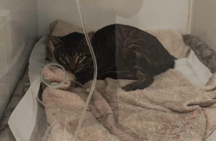 Moradores pedem ajuda para custos com gato agredido em condomínio