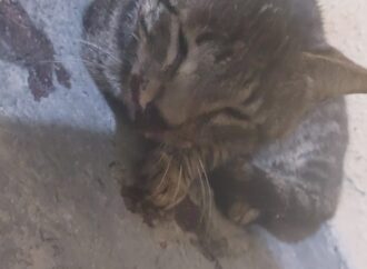 Moradores denunciam maus-tratos a animais em condomínio de Campina com agressão a gato