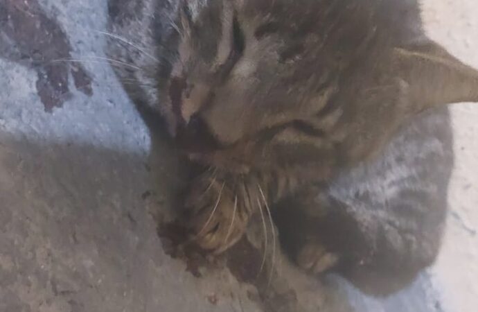Moradores denunciam maus-tratos a animais em condomínio de Campina com agressão a gato