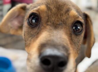 Dia D vacina cães e gatos em 135 pontos de João Pessoa neste sábado