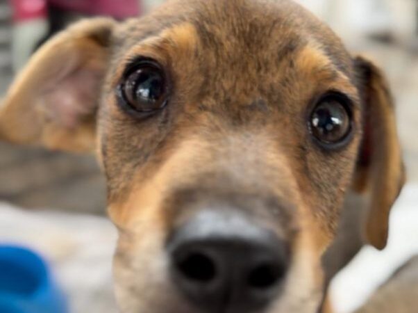 Dia D vacina cães e gatos em 135 pontos de João Pessoa neste sábado